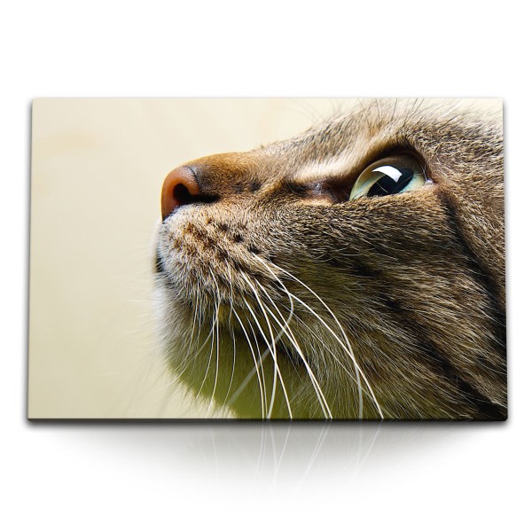 Paul Sinus Art 120x80cm Wandbild auf Leinwand Kleine Katze Kater Tierfotografie Katzenaugen