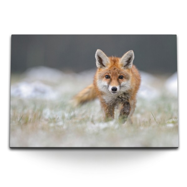 Paul Sinus Art 120x80cm Wandbild auf Leinwand Kleiner Fuchs Tierfotografie Natur Rotfuchs