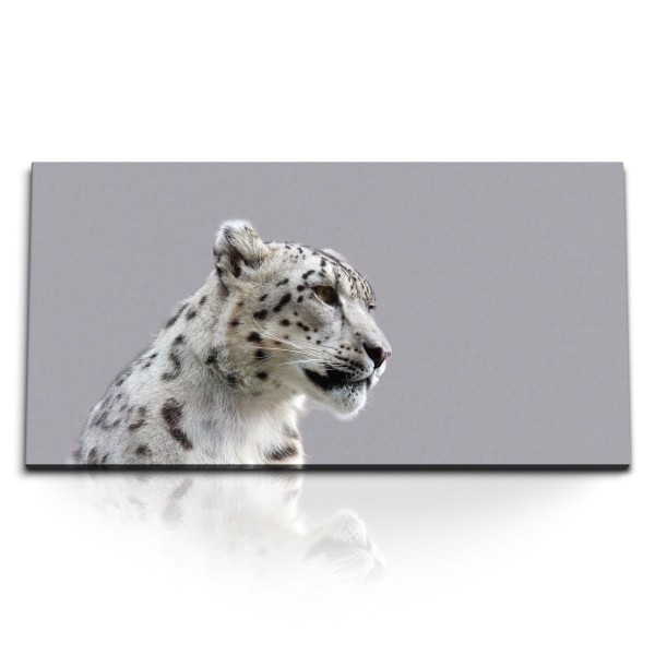 Paul Sinus Art Kunstdruck Bilder 120x60cm Raubkatze Schneeleopard Leopard Tierfotografie