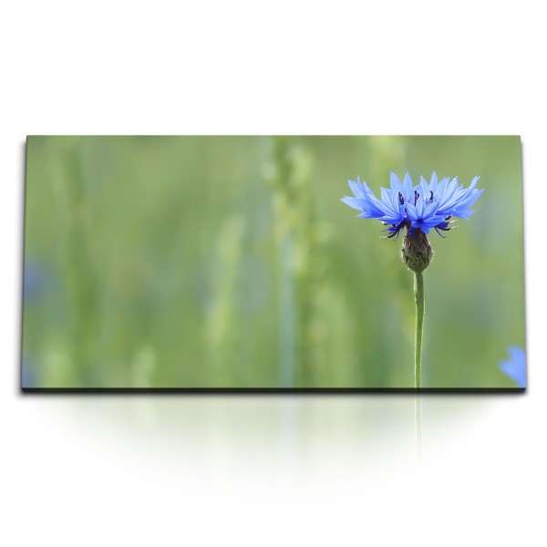 Paul Sinus Art Kunstdruck Bilder 120x60cm Kornblumenblüte Blume Frühling blaue Blüte Natur