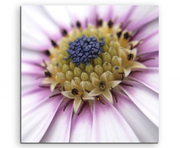 Paul Sinus Art Naturfotografie – Gänseblümchen in Großaufnahme auf Leinwand