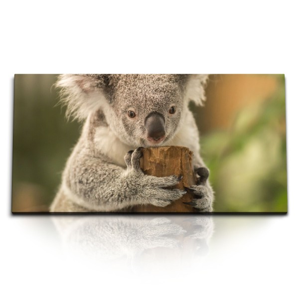 Paul Sinus Art Kunstdruck Bilder 120x60cm Australien Koala Koalabär Natur Baumstamm