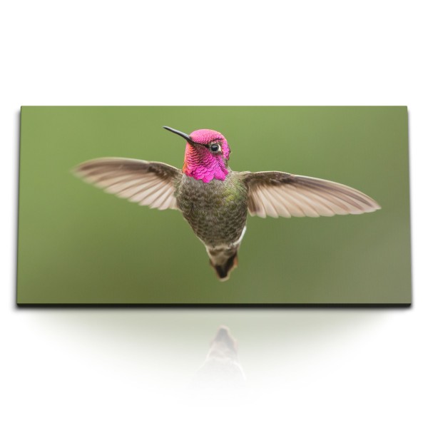 Paul Sinus Art Kunstdruck Bilder 120x60cm Kolibri kleiner Vogel Tierfotografie Exotisch