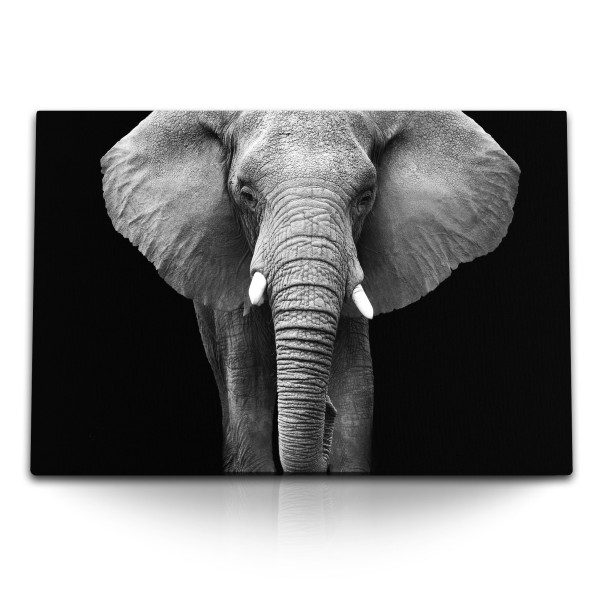 Paul Sinus Art 120x80cm Wandbild auf Leinwand Grauer Elefant Schwarz Weiß Tierfotografie Stoßzähne