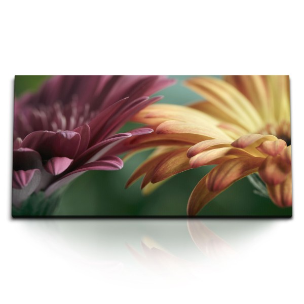 Paul Sinus Art Kunstdruck Bilder 120x60cm Gerbera Blumen Blüten Makrofotografie Rosa Orange