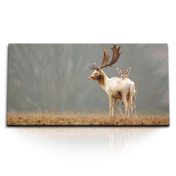 Paul Sinus Art Kunstdruck Bilder 120x60cm Sikahirsche Im Grasland Natur Hirsche Babyhirsch Tierfotografie