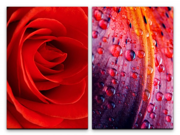 Paul Sinus Art 2 Bilder je 60x90cm Rose Rot Blumen Liebe Passion Regentropfen Romantisch