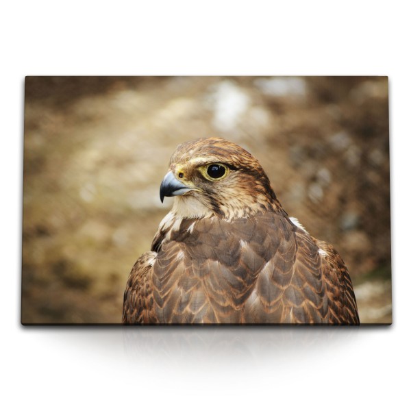 Paul Sinus Art 120x80cm Wandbild auf Leinwand Falke Falkenjagd Vogel Tierfotografie Natur