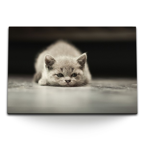 Paul Sinus Art 120x80cm Wandbild auf Leinwand Kleine Katze Grau Kater Tierfotografie