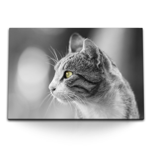 Paul Sinus Art 120x80cm Wandbild auf Leinwand Katze Hauskatze Schwarz Weiß grüne Katzenaugen