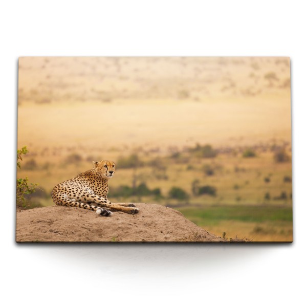 Paul Sinus Art 120x80cm Wandbild auf Leinwand Gepard Afrika Landschaft Steppe Tierfotografie