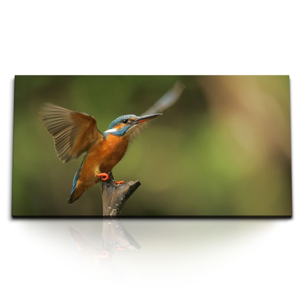 Paul Sinus Art Kunstdruck Bilder 120x60cm Eisvogel kleiner Vogel Tierfotografie Grün Natur