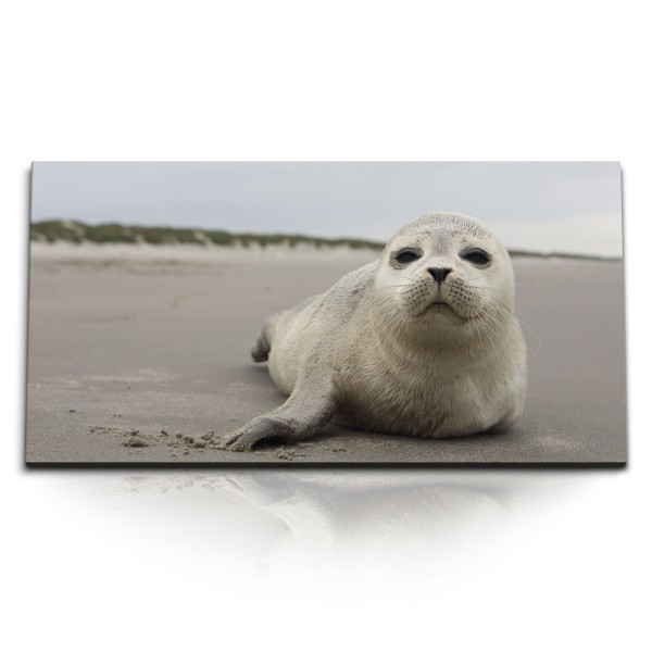 Paul Sinus Art Kunstdruck Bilder 120x60cm Robbe am Strand Seerobbe Tierfotografie