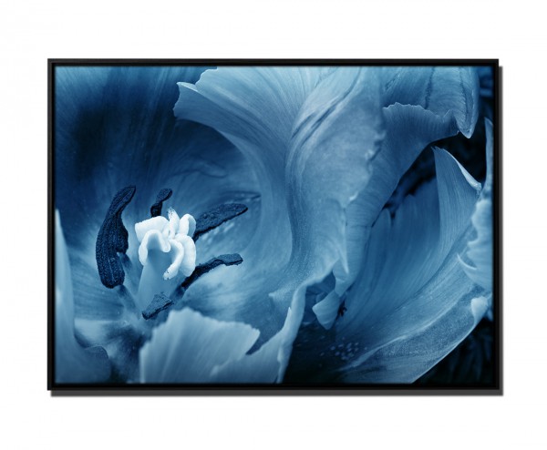 Paul Sinus Art 105x75cm Leinwandbild Petrol Nahaufnahme Blühende Tulpe