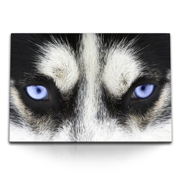 Paul Sinus Art 120x80cm Wandbild auf Leinwand Haski blaue Augen Hund Tierfotografie