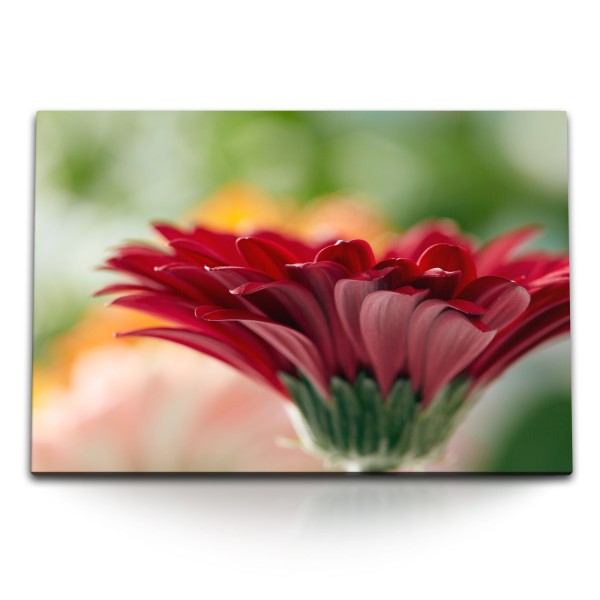 Paul Sinus Art 120x80cm Wandbild auf Leinwand Rote Gerbera Blume Blüte Kunstvoll Nahaufnahme