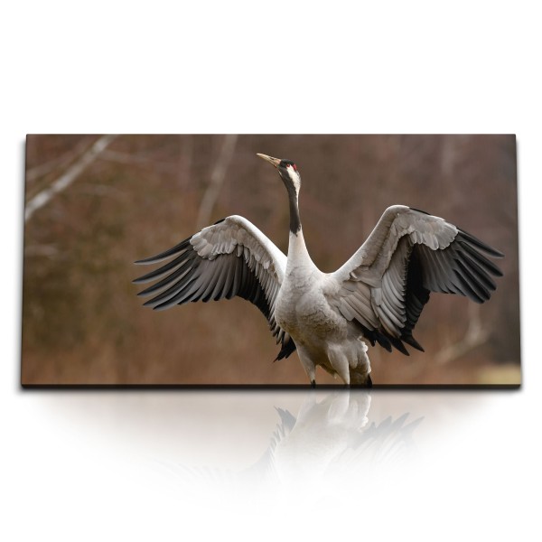 Paul Sinus Art Kunstdruck Bilder 120x60cm Tierfotografie Kranich Vogel Asien Natur