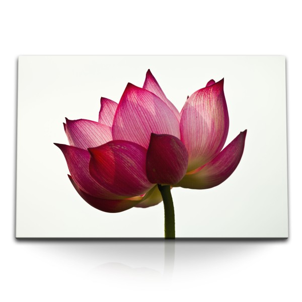 Paul Sinus Art 120x80cm Wandbild auf Leinwand Rote Lotusblume Lotus Lotusblüte Blume