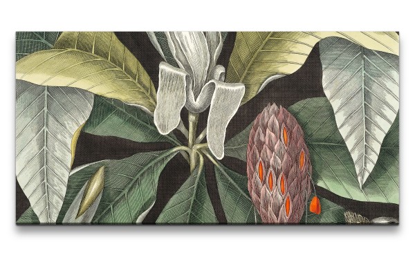 Paul Sinus Art Remaster 120x60cm Mark Catesby Natur Illustration Blume Blüte Blätter Schön Vintage