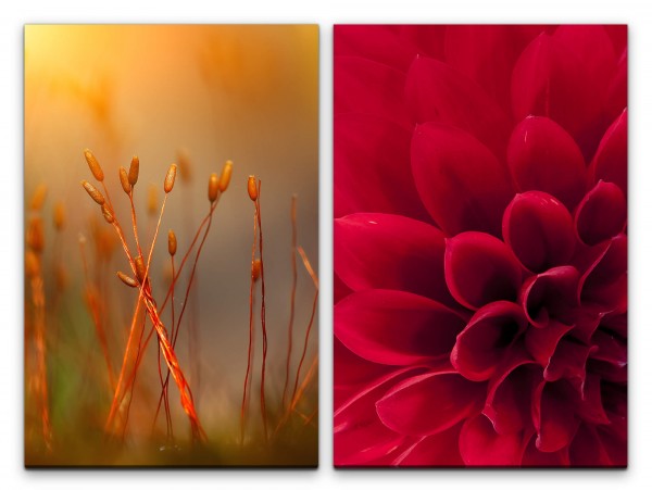 Paul Sinus Art 2 Bilder je 60x90cm Dahlie rote Blüte Blume Sommer warmes Licht Fokus Makrofotografie