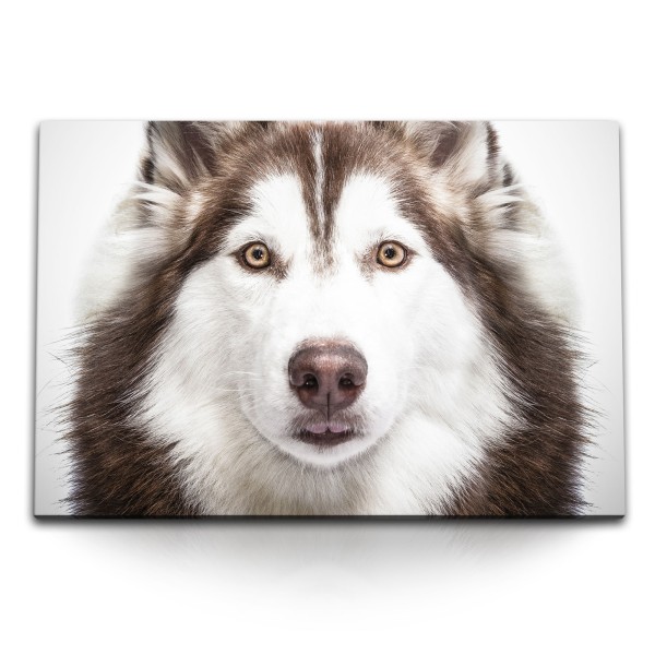 Paul Sinus Art 120x80cm Wandbild auf Leinwand Husky Hund Tierfotografie Porträt Hundeaugen