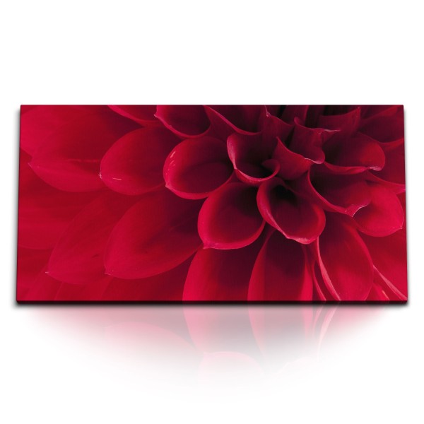 Paul Sinus Art Kunstdruck Bilder 120x60cm Rote Dahlienblüte Dahlie Blume Blüte Nahaufnahme