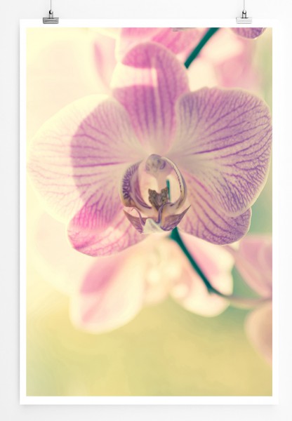 Paul Sinus Art 90x60cm Poster Naturfotografie Lila gestreifte Orchideen