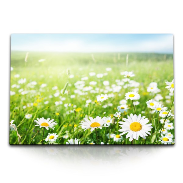 Paul Sinus Art 120x80cm Wandbild auf Leinwand Blumenwiese Sommerwiese Gänseblümchen Grün Sommer