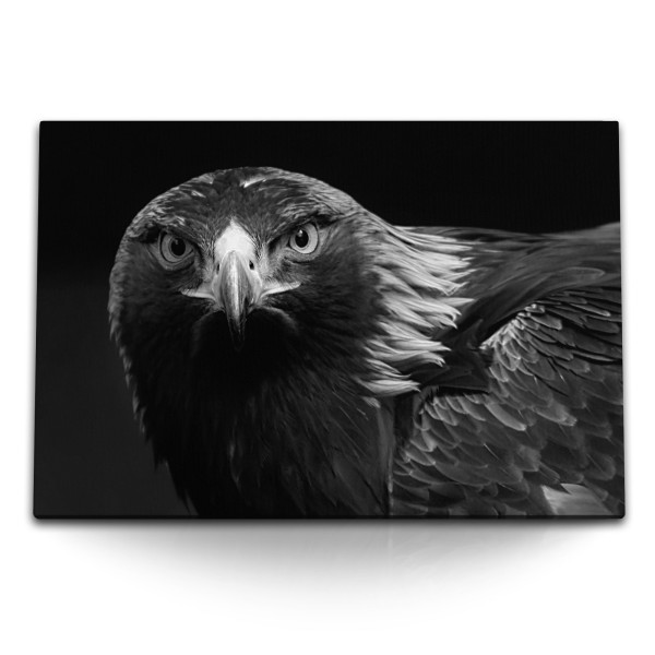 Paul Sinus Art 120x80cm Wandbild auf Leinwand Adler Schwarz Weiß Tierfotografie Raubvogel Greifvogel