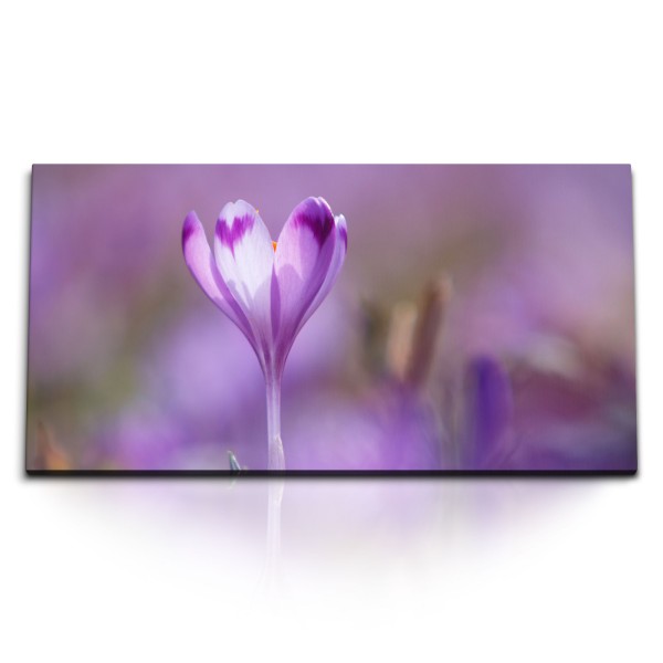 Paul Sinus Art Kunstdruck Bilder 120x60cm Krokusse Blume Sonnenschein Natur Blüte