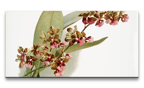 Paul Sinus Art Remaster 120x60cm Orchidee Blume schöne Blüten Kunstvoll Dekorativ