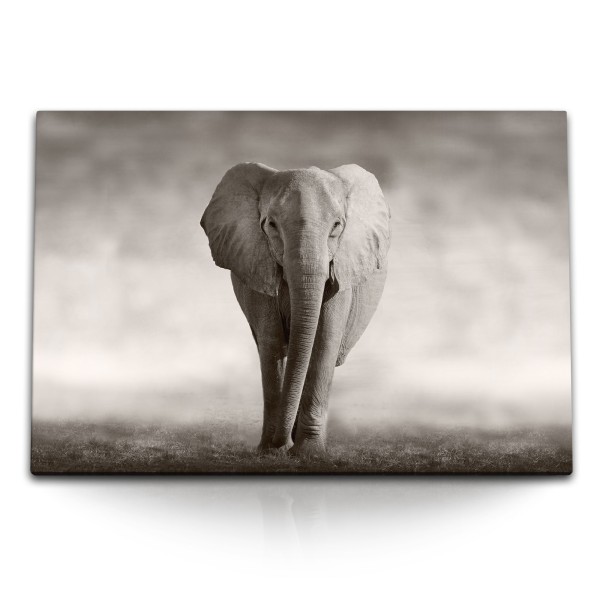 Paul Sinus Art 120x80cm Wandbild auf Leinwand Elefant Grau Tierfotografie Afrika Wildnis