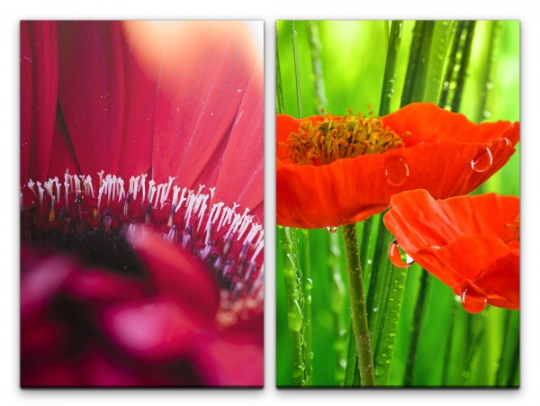 Paul Sinus Art 2 Bilder je 60x90cm Zinnien Mohnblume Rote Blüte Frisch Wassertropfen Harmonie Sommer