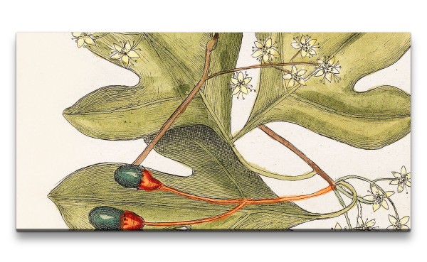 Paul Sinus Art Remaster 120x60cm Mark Catesby Natur Illustration Blume Blüte Blätter Schön Vintage