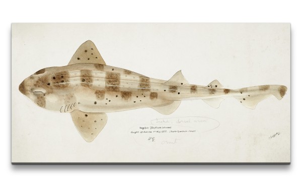 Paul Sinus Art Remaster 120x60cm Illustration Hai Dogfish Evolution Forschung Kunstvoll Dekorativ