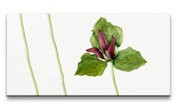 Paul Sinus Art Remaster 120x60cm Botanische Vintage Illustration Trillium schöne Pflanze Dekorativ