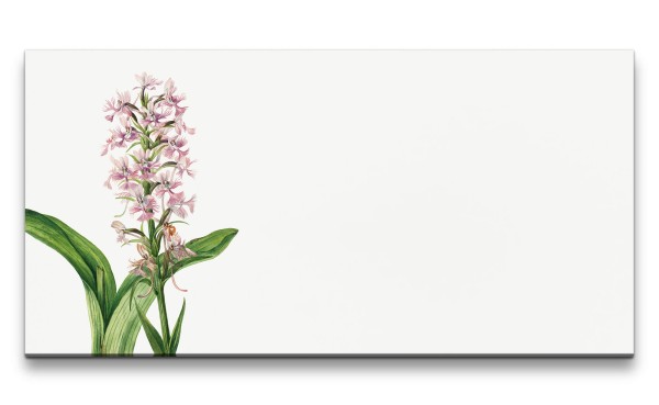 Paul Sinus Art Remaster 120x60cm Botanische Vintage Illustration große Orchidee Purpur Minimal Dekorativ