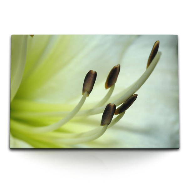 Paul Sinus Art 120x80cm Wandbild auf Leinwand Blume Blüte Makrofotografie Grün Hell Orchidee