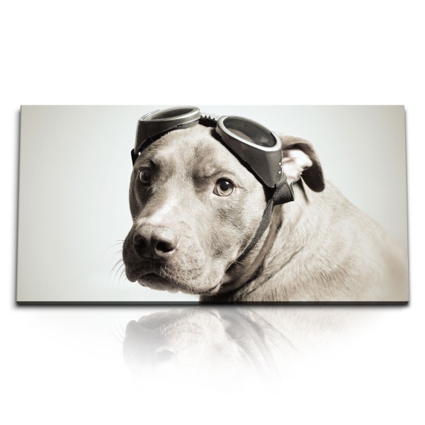 Paul Sinus Art Kunstdruck Bilder 120x60cm Hund mit Fliegerbrille Tierfotografie Haushund