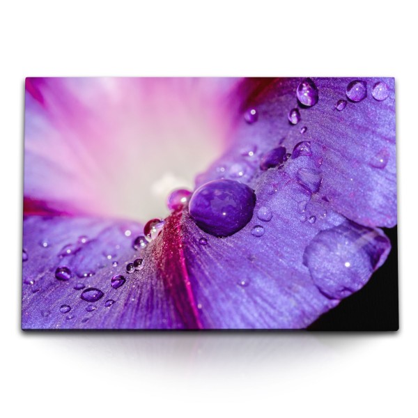 Paul Sinus Art 120x80cm Wandbild auf Leinwand Violette Blüte Blume Wassertropfen Makrofotografie