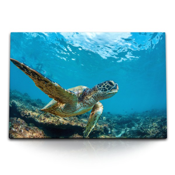 Paul Sinus Art 120x80cm Wandbild auf Leinwand Seeschildkröte unter Wasser Korallen Blau Ozean