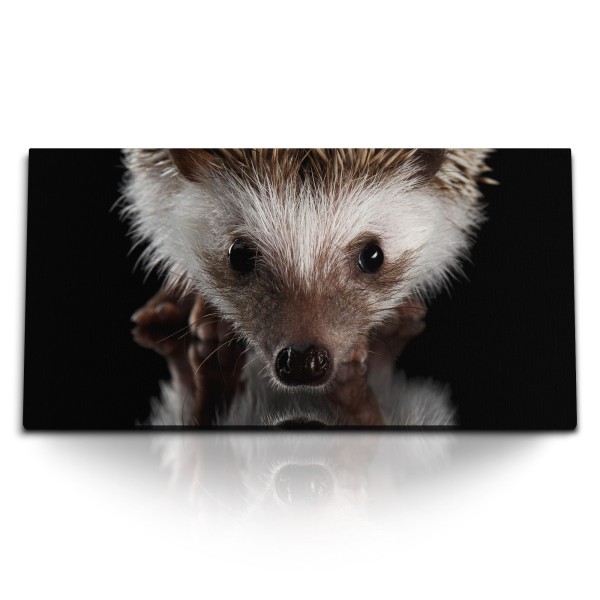 Paul Sinus Art Kunstdruck Bilder 120x60cm Igel Tierfotografie schwarzer Hintergrund