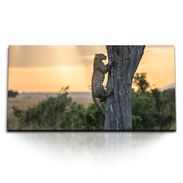 Paul Sinus Art Kunstdruck Bilder 120x60cm Leopard auf Baum Tierfotografie Raubkatze Landschaft