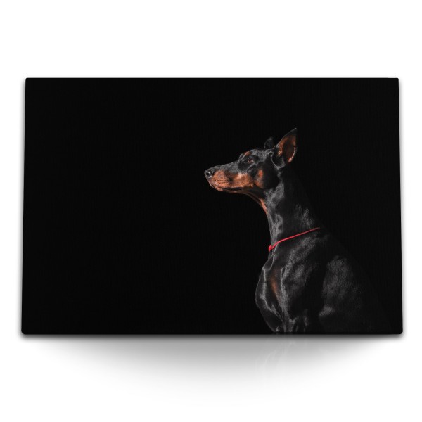 Paul Sinus Art 120x80cm Wandbild auf Leinwand Dobermann Tierfotografie Hund schwarzer Hintergrund