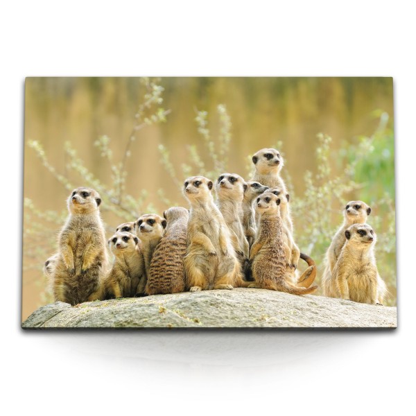 Paul Sinus Art 120x80cm Wandbild auf Leinwand Erdmännchen Familie Afrika Tierfotografie Surikate