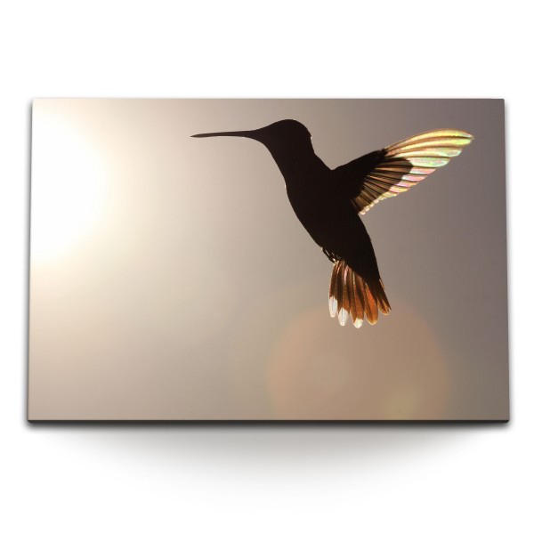 Paul Sinus Art 120x80cm Wandbild auf Leinwand Kolibri Sonnenschein kleiner Vogel Tierfotografie