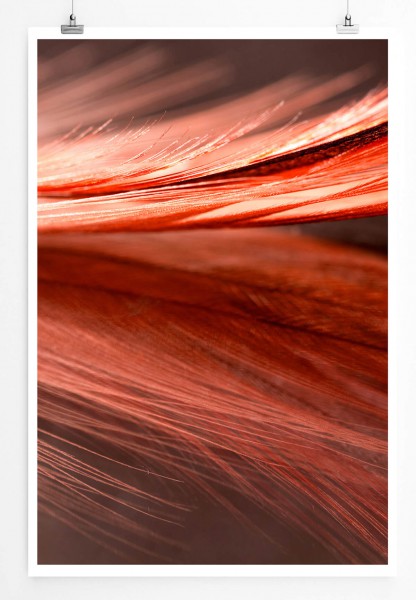 Paul Sinus Art Naturfotografie 60x90cm Poster Rot orange Nahaufnahme einer Feder