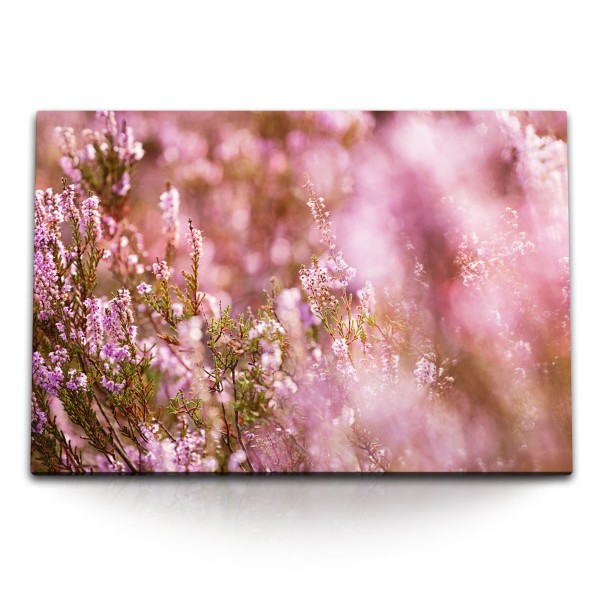 Paul Sinus Art 120x80cm Wandbild auf Leinwand Besenheide Pflanze Sommer Blumen Sonnenschein