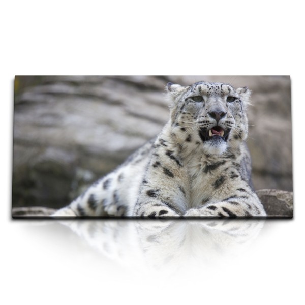 Paul Sinus Art Kunstdruck Bilder 120x60cm Schneeleopard Leopard Tierfotografie Raubkatze Raubtier