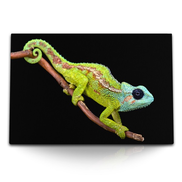 120x80cm Wandbild auf Leinwand Camelion Reptil Tierfotografie schwarzer Hintergrund